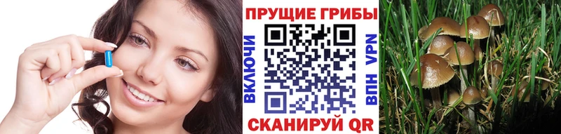 Псилоцибиновые грибы Psilocybine cubensis  Пестово 